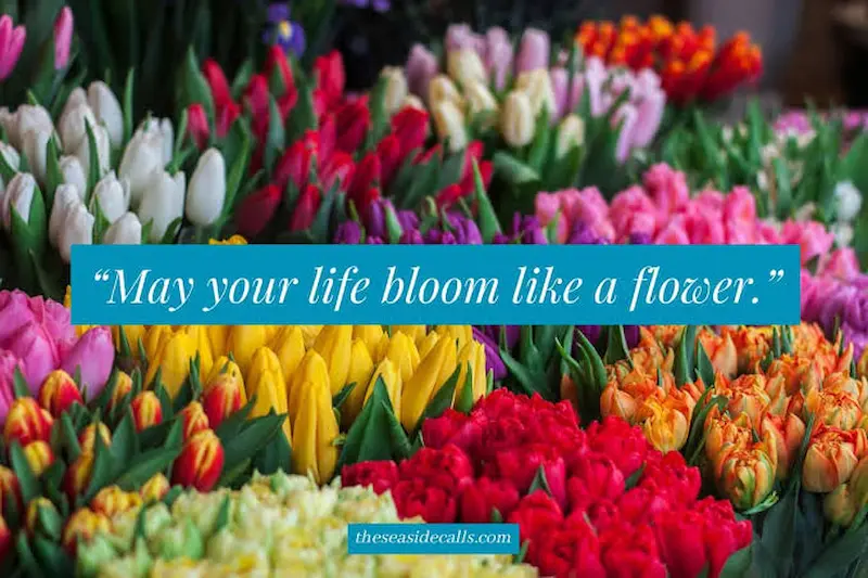 100+ Aesthetic Flower Captions for Instagram