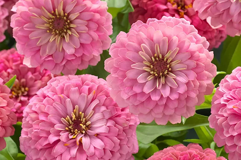Final Tips for Choosing the Perfect Pink Color Caption