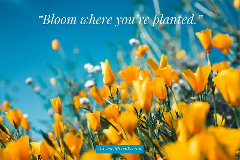 Tips for Making Your Flower Photos Look More Aesthetic