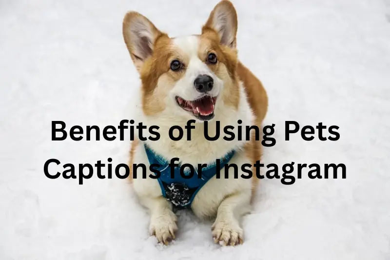 benefits of using pets captions for instagram