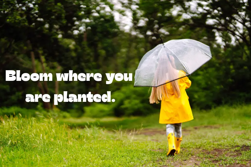 bloom where you are planted