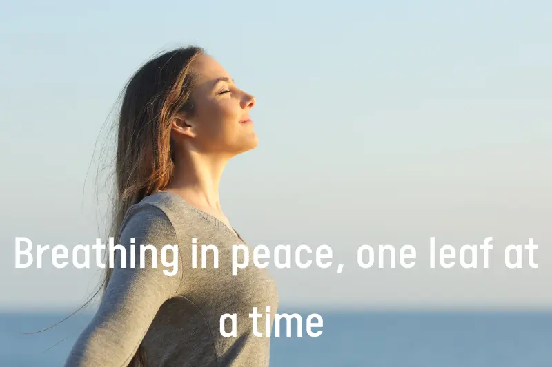 breathing in peace, one leaf at a time