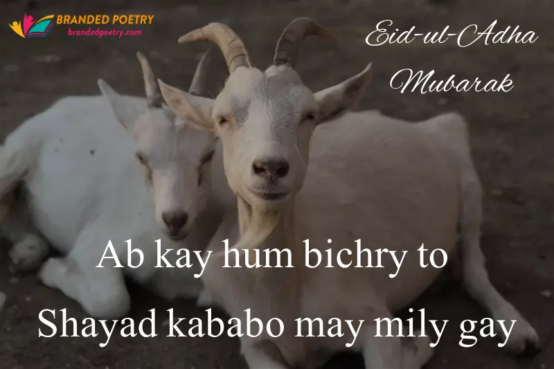 couple goat wish eid ul adha mubarak in roman english