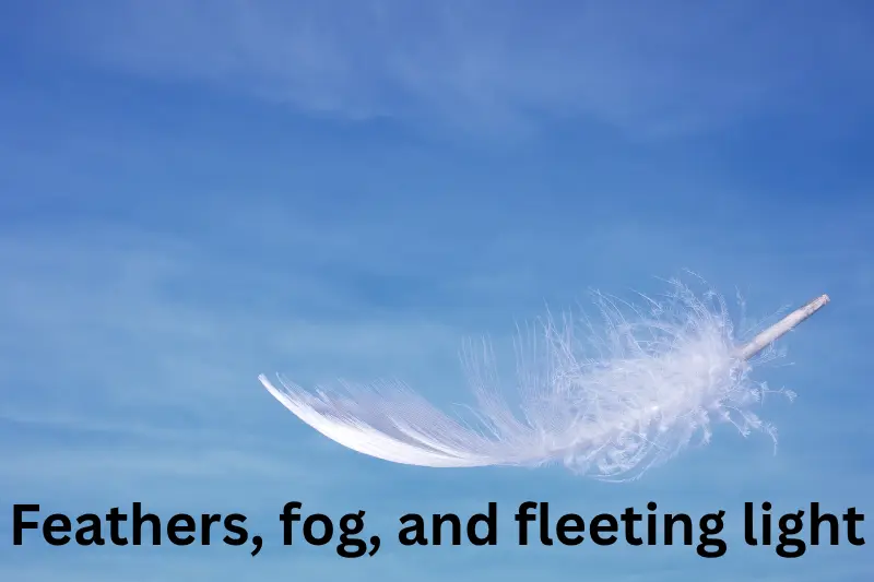 feathers, fog, and fleeting light