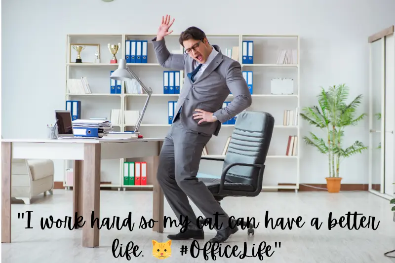 i work hard so my cat can have a better life