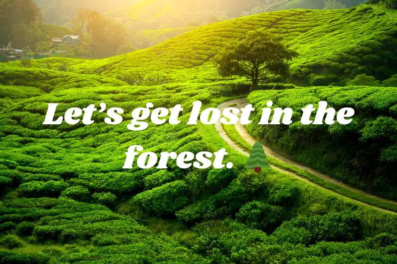 let’s get lost in the forest