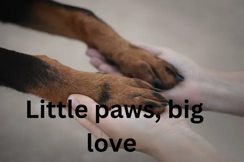 little paws, big love
