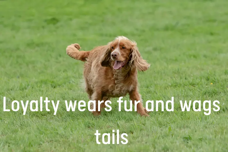 tiny paws, giant love