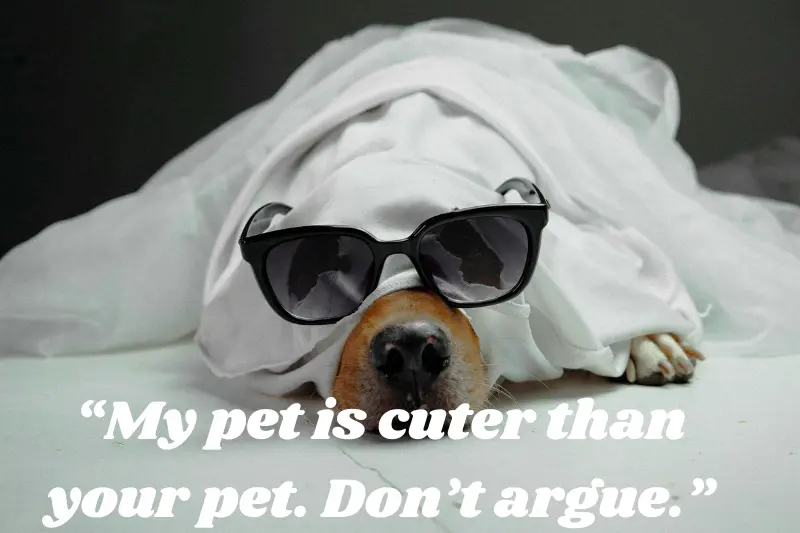my pet is cuter than your pet. Don’t argue