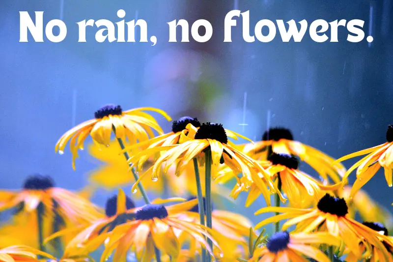 no rain, no flowers. 