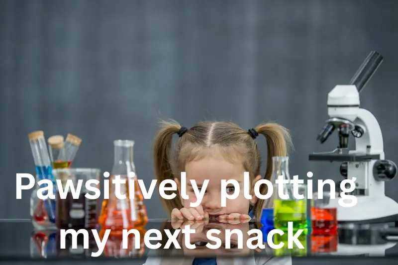 pawsitively plotting my next snack