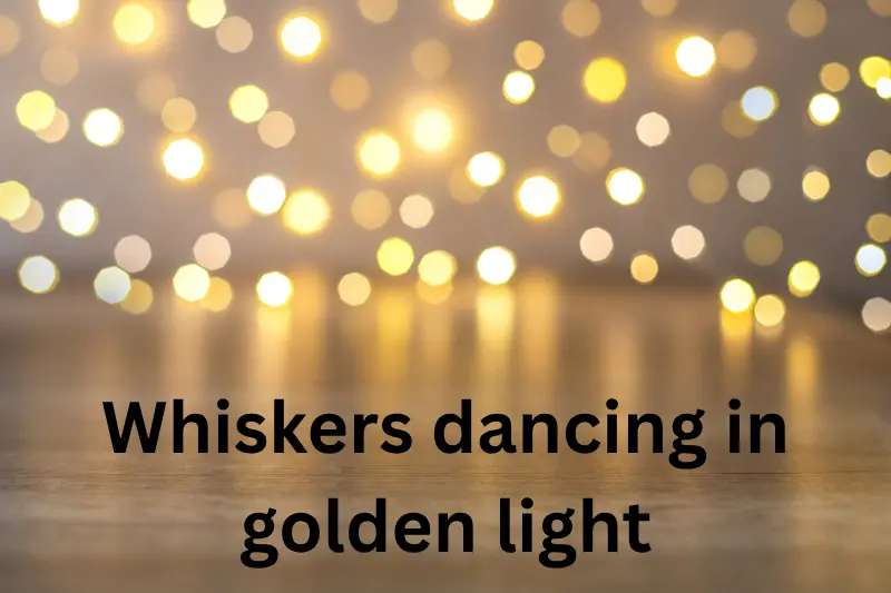 whiskers dancing in golden light