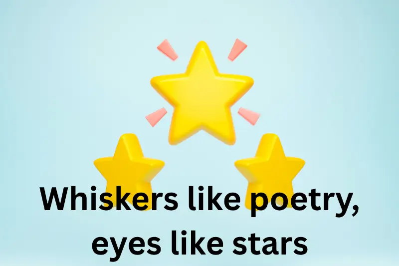 whiskers like poetry, eyes like stars