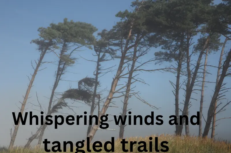 whispering winds and tangled trails
