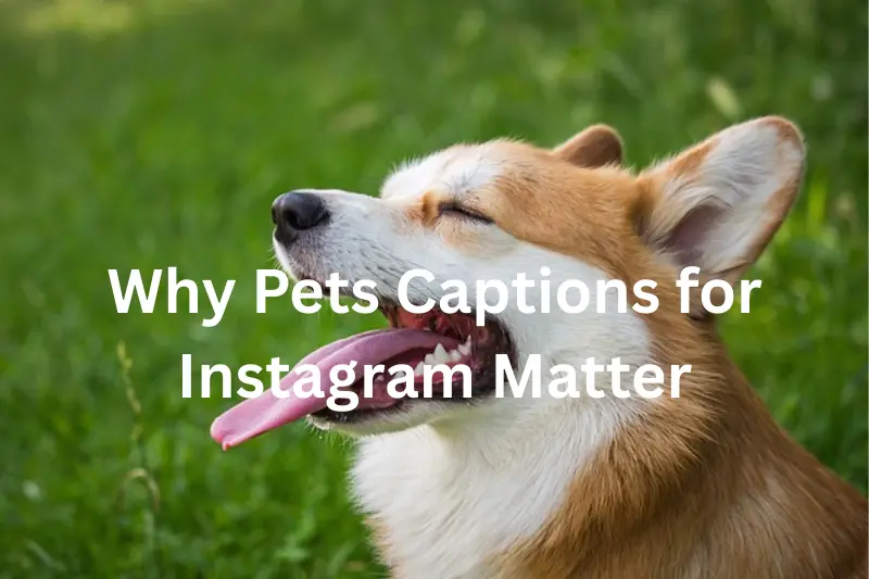 why pets captions for instagram matter